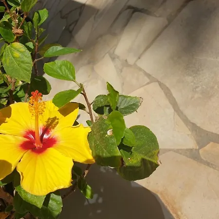 Etoile De - Appt 3 Ch 2 Sdb A 150m D'une De Sable Fin Hyper Equipe & Wifi Saint-Mandrier-sur-Mer